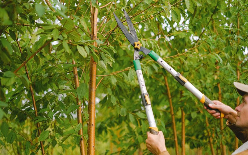 Tree trimming in Nursery, TX