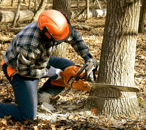 Tree Removal in Nursery, TX